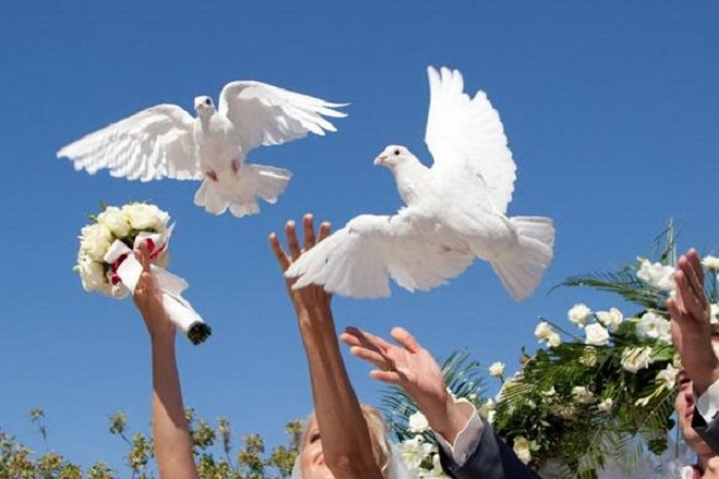Романтичный свадебный ритуал: пара голубей – к счастью!